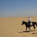 Mohamed Shahin Riding Mohamed Shahin Riding