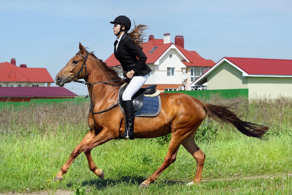 Equestrian digital nomad in Estonia Equestrian digital nomad in Estonia